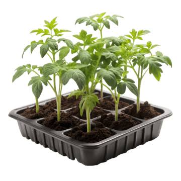 Seed & Plant Supply