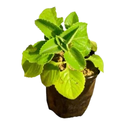 Leaf Plant