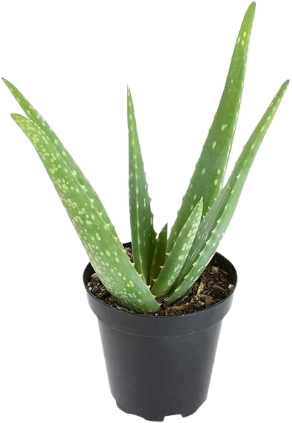 Medicinal Plants