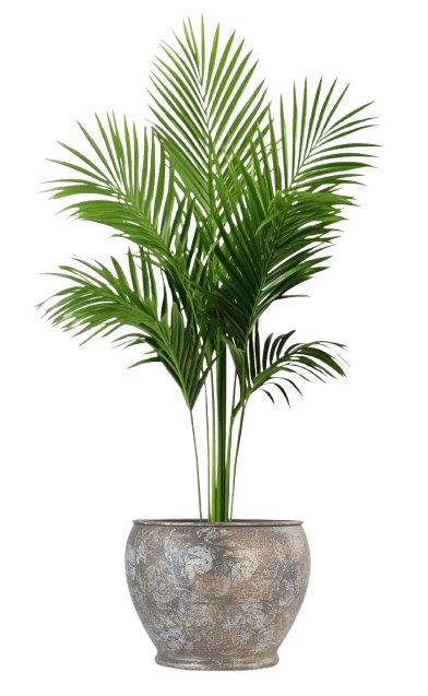 Plant Pots