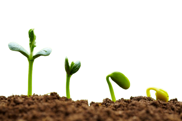 Plant Seeds