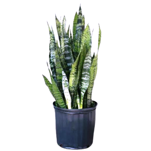 Air Purifying Plants