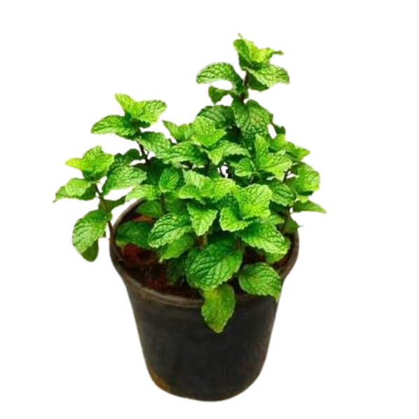 Aromatic Medicinal Plants