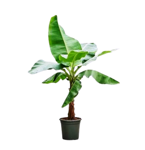 Banana Plants