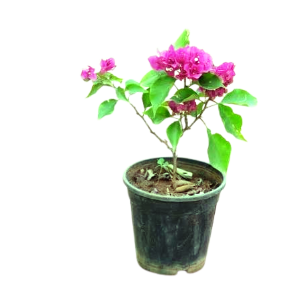 Bougainvillea Plants