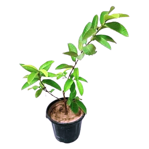 Guava Plants