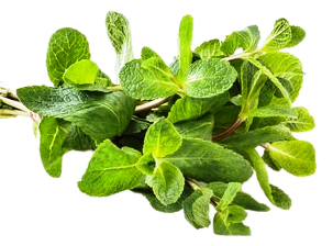 Herbs Leaves