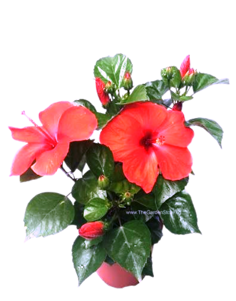 Hibiscus Plants