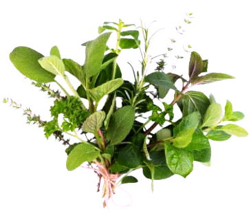 Organic Herbs