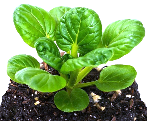Organic Leafy Greens