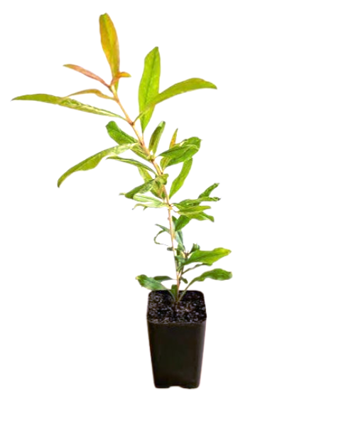 Pomegranate Plants