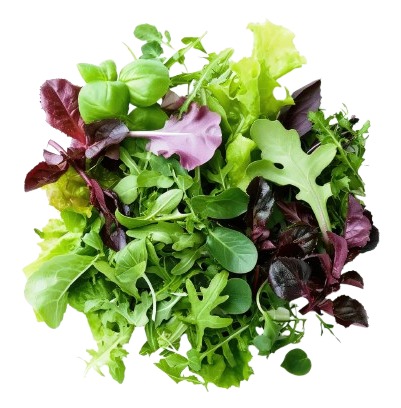 Salad Leaves