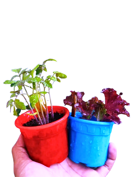 Seasonal Home Care