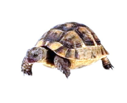 Turtles
